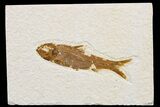 Detailed Fossil Fish (Knightia) - Wyoming #174669-1